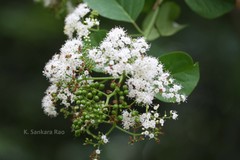Clerodendrum heterophyllum